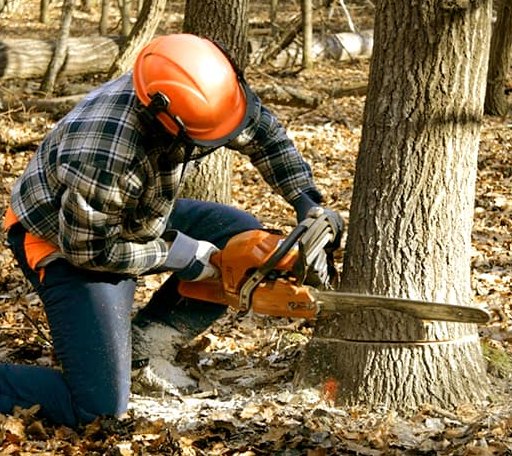 Tree Removal in Golden, OK